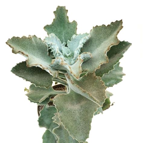 fotografia Kalanchoe beharensis