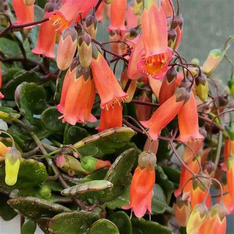 fotografia Kalanchoe manginii