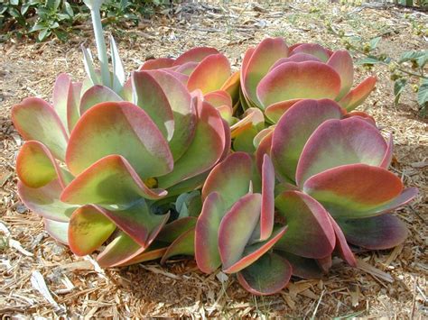 fotografia Kalanchoe thyrsiflora