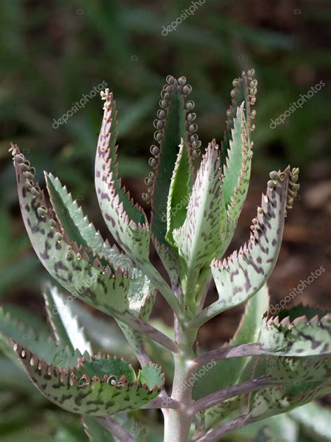 fotografia Kalanchoe daigremontiana