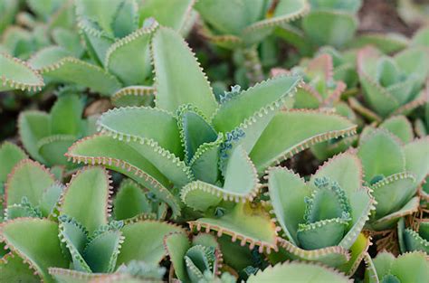 fotografia Kalanchoe s popiskom 