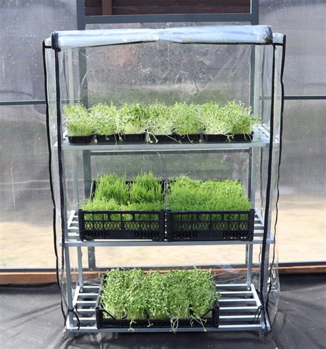 ilustračné foto: parenisko s otvoreným vekom, plné mladých rastliniek