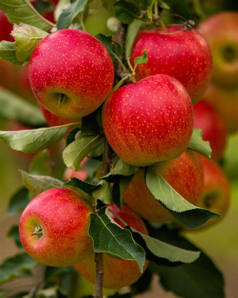 Schéma kríženia odrody Idared s vyznačením rodičovských odrôd Jonathan a Wagnerovo