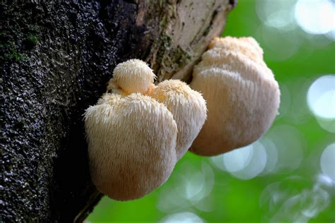Detailná fotografia huby Korálovec ježovitý (Lion's Mane) rastúcej na dreve