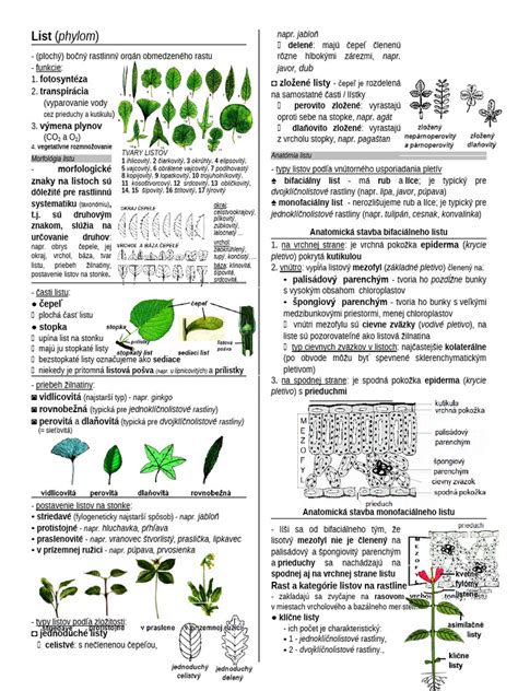 Infografika: Morfológia fialky voňavej (list, kvet, podzemok)