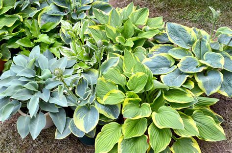 Rastliny pre slnečné a tienisté miesta, ako sú Echinacea a Hosta