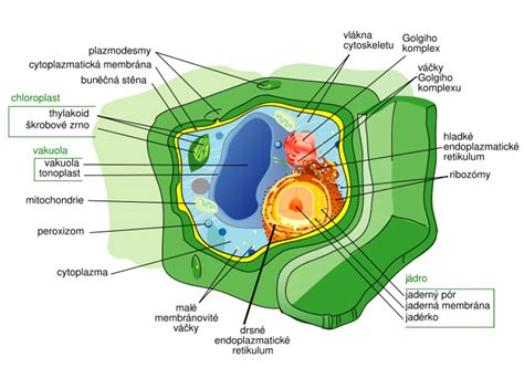Schéma rastlinnej bunky s vyznačenými organelami a bunkovou stenou