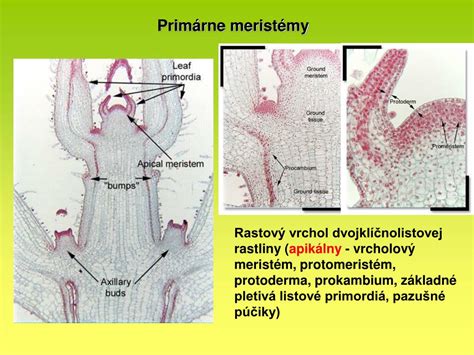 Diagram znázorňujúci apikálny meristém stonky s vyznačenými zónami dermatogénu, periblému a plerómu