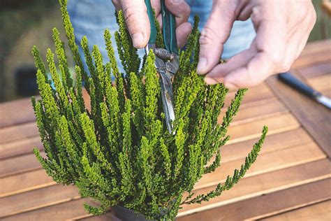 Obrázok rôznych typov odrezkov (bylinný, drevitý) a ich príprava na zakorenenie