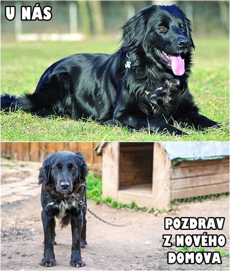 ilustračné foto psa s majiteľom, pes prejavuje mierne obavy