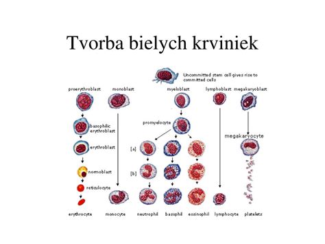 ilustrácia bielych krviniek a baktérií