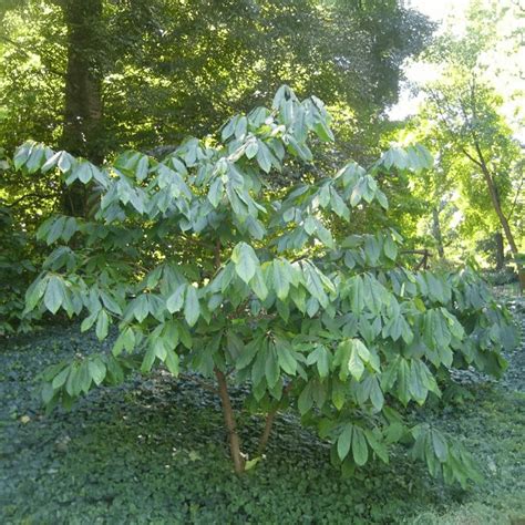 Schéma vzrastu stromu Asimina triloba s vyznačením výšky, tvaru koruny a veľkosti listov