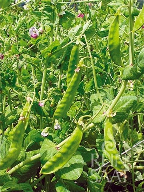 ilustrácia spôsobu upevnenia opory pre hrach cukrový