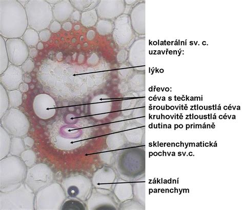 Infografika o prínosoch pýru plazivého pre organizmus