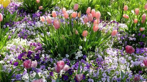 Záhrada plná jarných bielych kvetov a sviežich jarných trvaliek