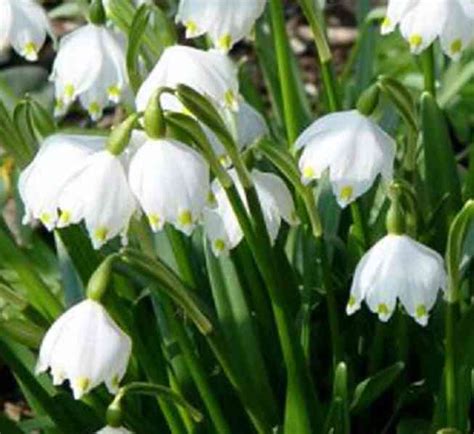 Detail bieleho kvetu bledule jarnej a iberky v skalke