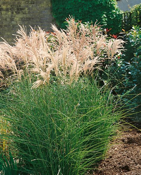 Ozdobnica čínska (Miscanthus sinensis) s pruhovanými listami 'Zebrinus'