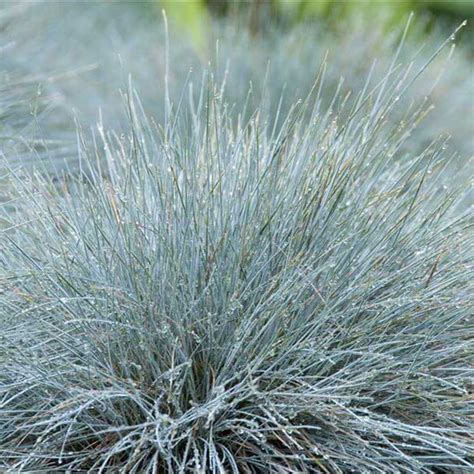 Zblízka: Kostrava (Festuca glauca) s modrostriebornými listami