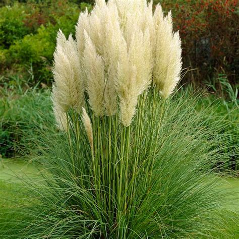 Pampová tráva (Cortaderia) s bielymi metlinami na slnečnom záhone