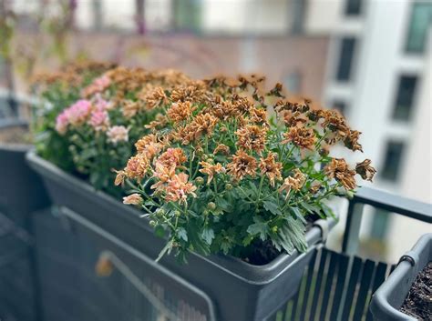 Ilustračné foto - chryzantémy v rôznych kvetináčoch na balkóne