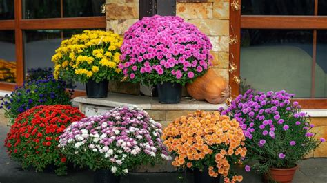 Chryzantémy v črepníkoch na slnečnej terase