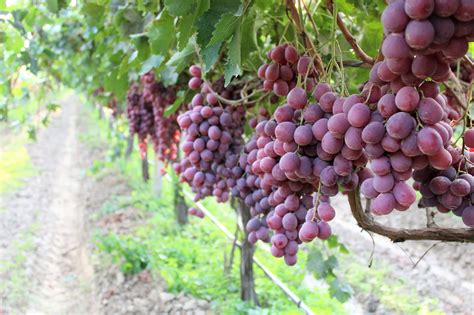 Informačná grafika o rozdieloch medzi muštovými a stolovými odrodami hrozna