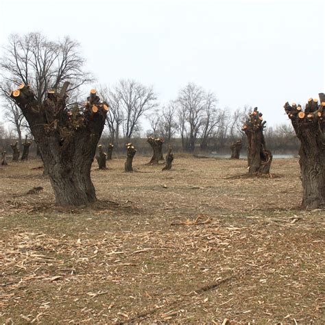 Staré hlavové vŕby v lužnej krajine s viditeľnými dutinami a orezanými korunami