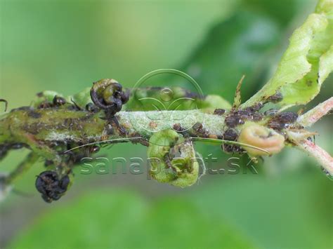 Larvy a dospelé jedince vŕbovky trvácej na listoch vŕby