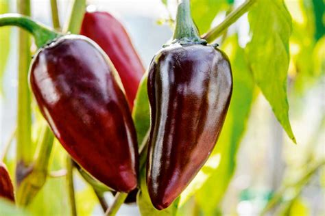 Ilustrácia rôznych odrôd papriky s popisom ich charakteristík