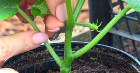 Schéma cyklu rastu uhorky s vyznačenými fázami