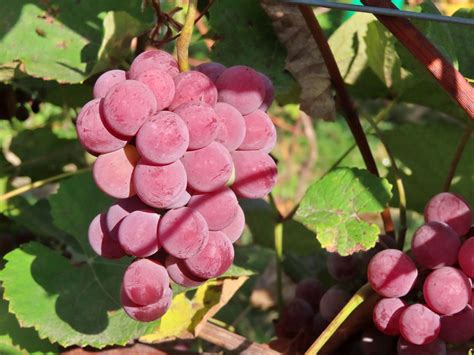 Ilustrácia: Mladý vinič s vyviazaným letorastom k opore