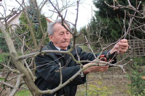 Nákres správneho rezu viniča (zimný verzus letný rez)
