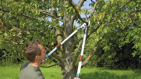 Záhradník reže konáre marhuľového stromu