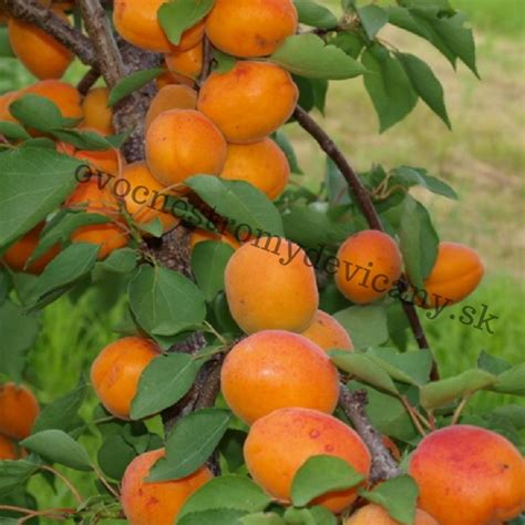 Mladý marhuľový semenáč rastúci v záhrade