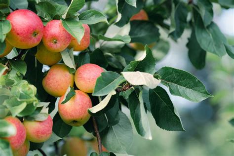 Tematické foto: Bohatá úroda zrelých broskýň na strome
