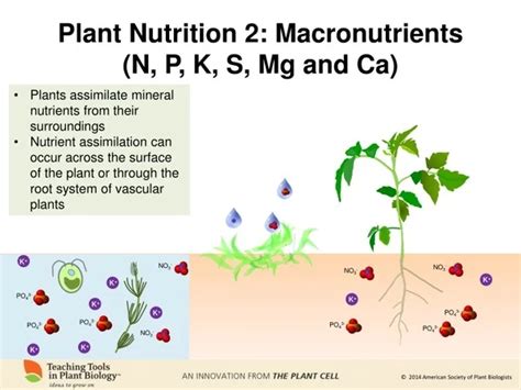 Infografika: Kľúčové živiny pre broskyne (N, P, K, Ca, Mg, S) a ich úloha