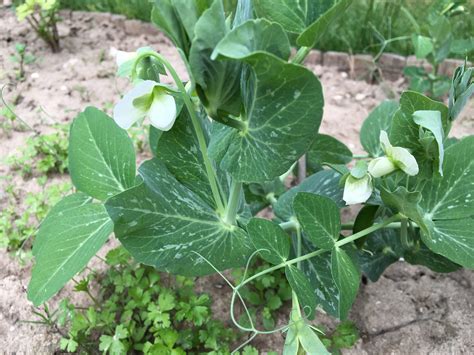 Schéma - Rastlina hrachu siateho s oporou