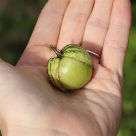 Zrelé plody machovky peruánskej s charakteristickými lampiónikmi