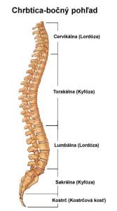 Pohľad na ľudskú chrbticu z boku s vyznačenými zakrivenia