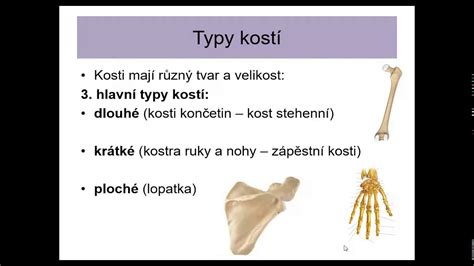 Ilustrácia panvového pletenca a jeho kostí