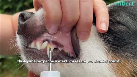 Veterinárna prehliadka uší, zubov a pazúrikov Papillona