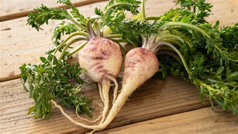 Maca peruánska koreň a rastlina