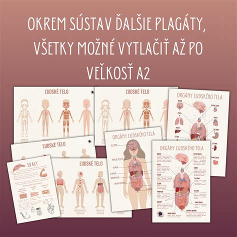 Grafické znázornenie účinkov Macy na ľudské telo