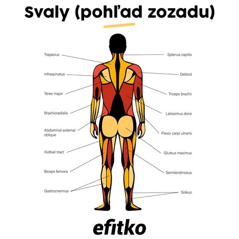 infografika: pevná vôľa ako sval, ktorý sa dá trénovať