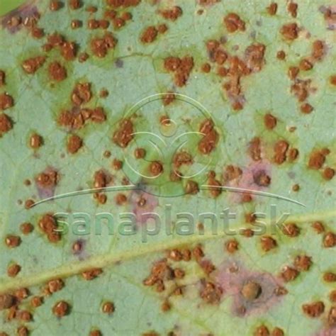 Detailné foto hrdzavých pustúl na spodnej strane listu rastliny