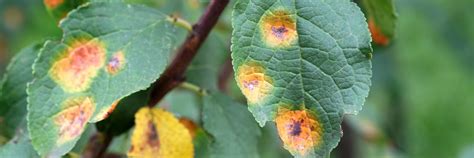 Foto hrdze hruškovej: zdurené konáre borievky a oranžové škvrny na listoch hrušky