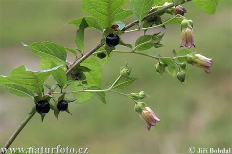 Foto: kvitnúci ľuľkovec zlomocný s plodmi