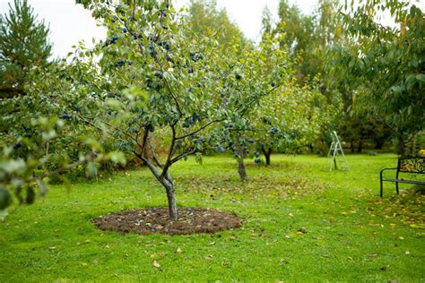 ilustračné foto: upravená záhrada s rastlinami a ovocnými stromami