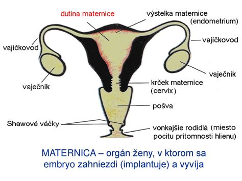 Schéma ženskej rozmnožovacej sústavy s označením vaječníkov, vajíčkovodov a maternice