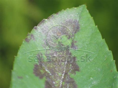 Záhradní škodcovia a choroby rastlín na rastlinách